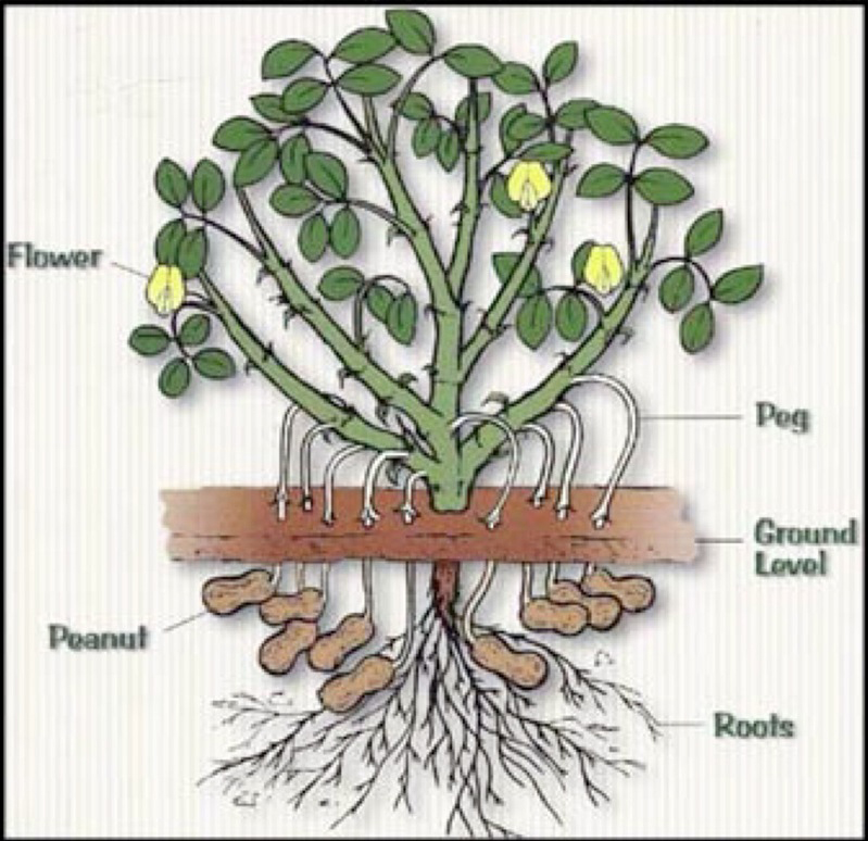 How the Peanut Plant Grows