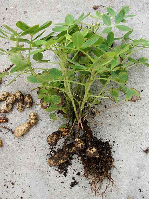 It's Time to Harvest Your Peanuts! - Kansas City Community Gardens