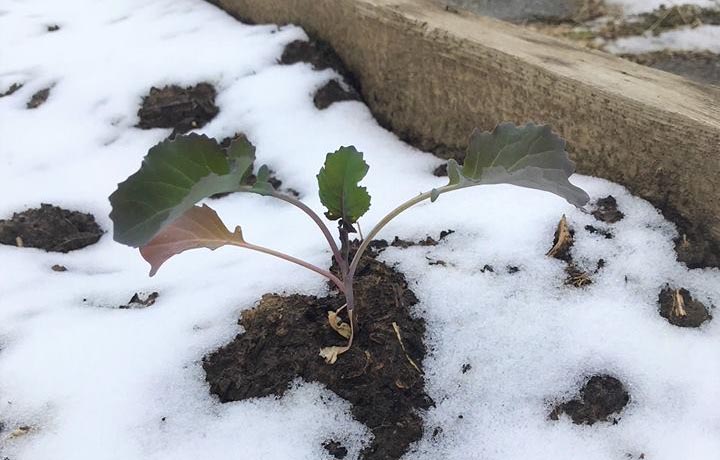 snow-plant-low-res