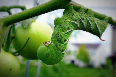 tomato-hornworm1-400×267