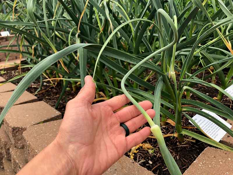 garlic scape 2