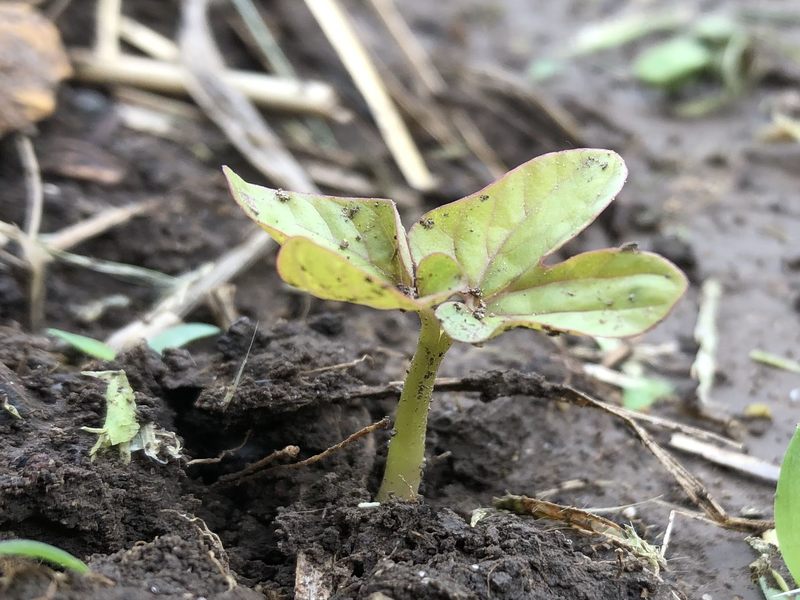 Seedling_coming_out_of_the_soil_800x600