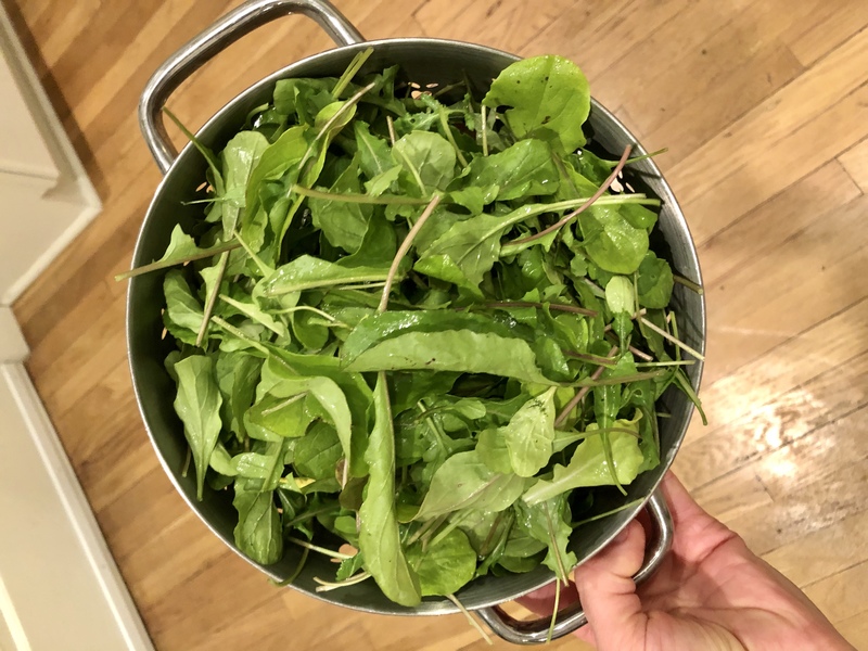 arugula_harvest_800x600