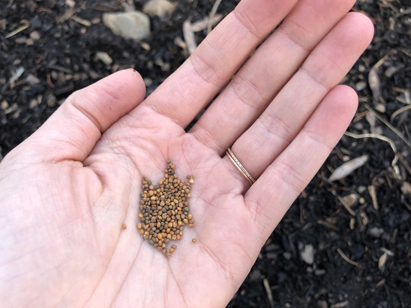 arugula_seeds_800x600 (1)