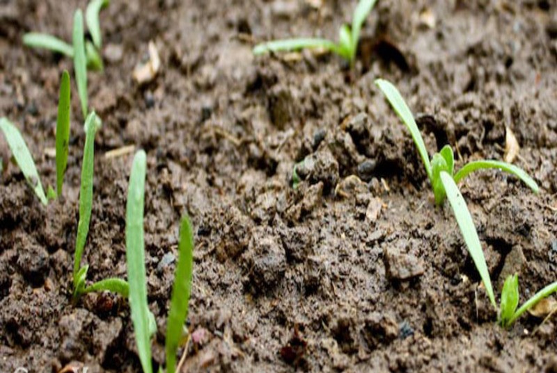 picture of spinach seedlings