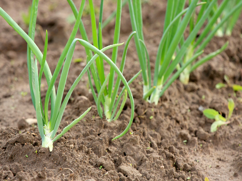 Onion_Plants_800x600