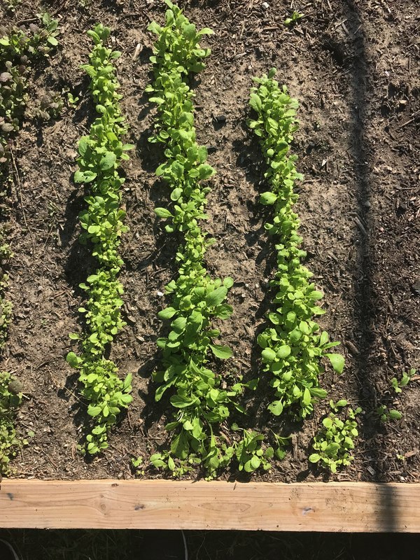 beet seedlings thinning