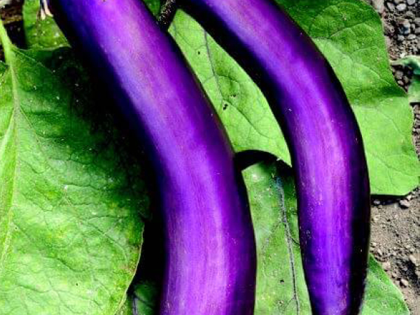 Ping-Tong-Long-Eggplant