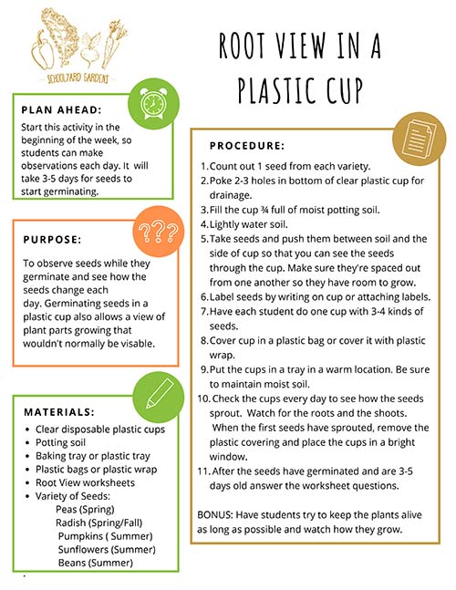 Root View in a Plastic Cup