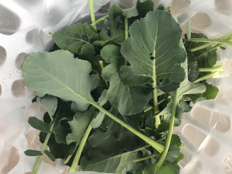 collards_harvested_2_800x600