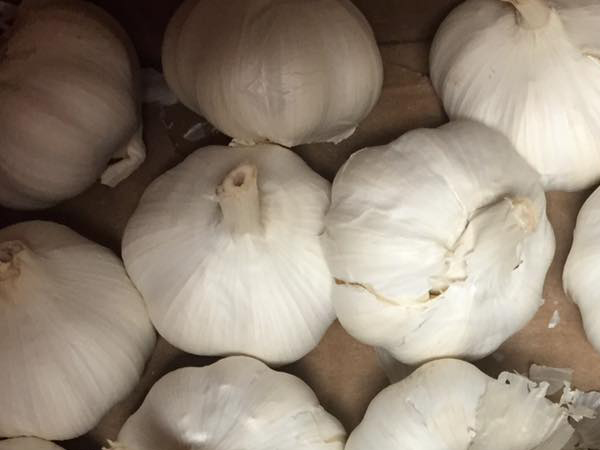 Garlic-Harvested