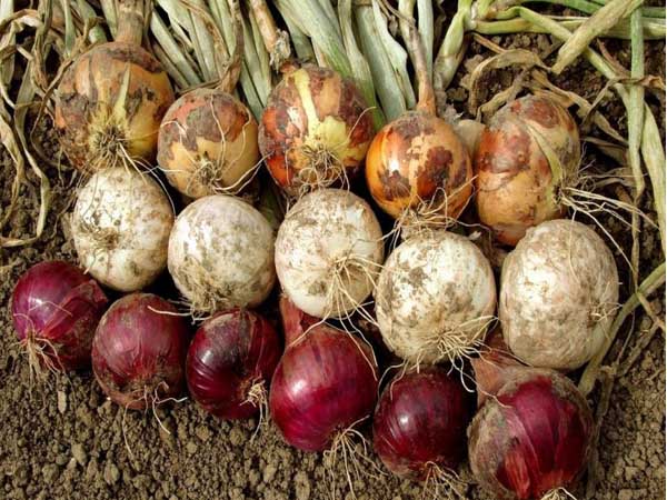 Onion-Variety