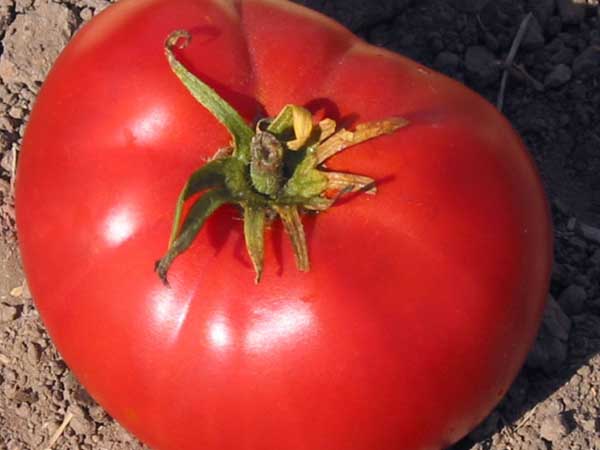 Brandywine-Heirloom-Tomato