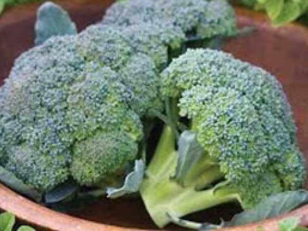 Broccoli-Marathon