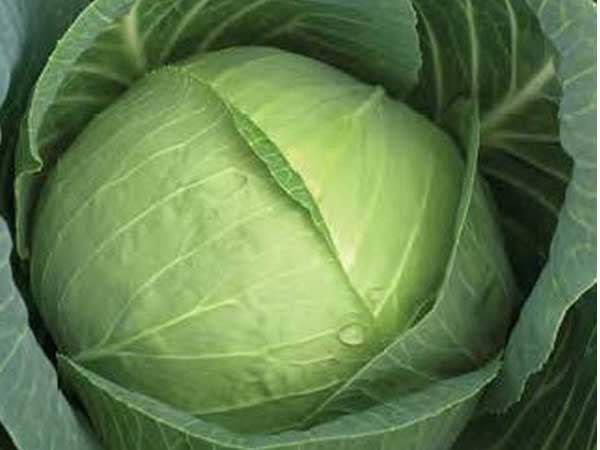 Cabbage-Charmant