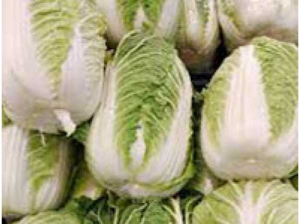 Cabbage-Napa