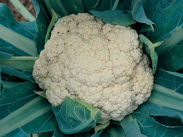 Cauliflower-Snow-Crown