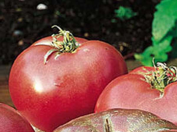 Cherokee Purple Heirloom Tomato