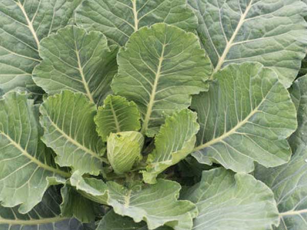 Collards-Top-Bunch