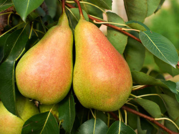 Harrow-Sweet-Pear