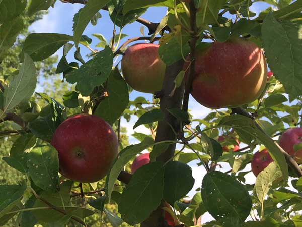 Liberty-Apple