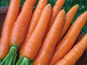 Nantes-carrots