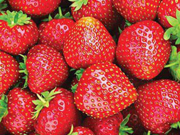 Strawberry-Eversweet