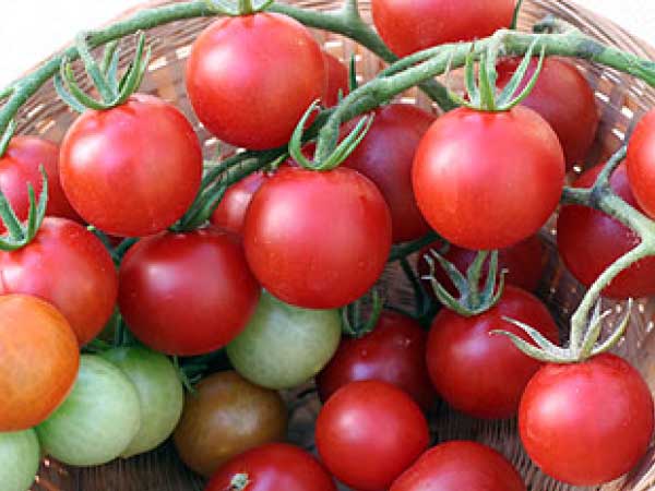 Sweet-Chelsea-Tomato