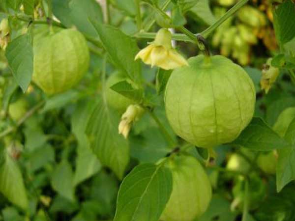 Tomatillo