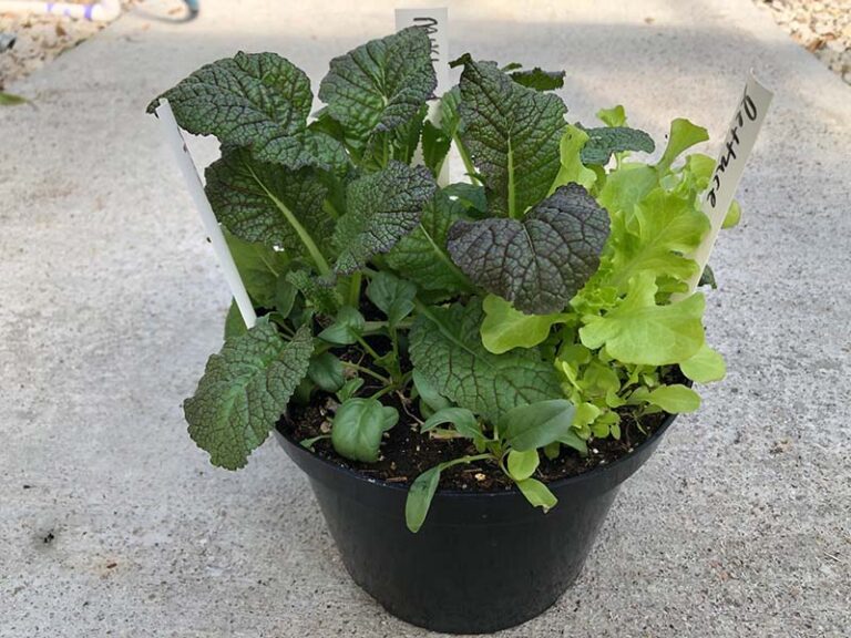 Get Growing: Take Home Garden Kits - Kansas City Community Gardens