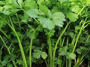flat-leaf-parsley