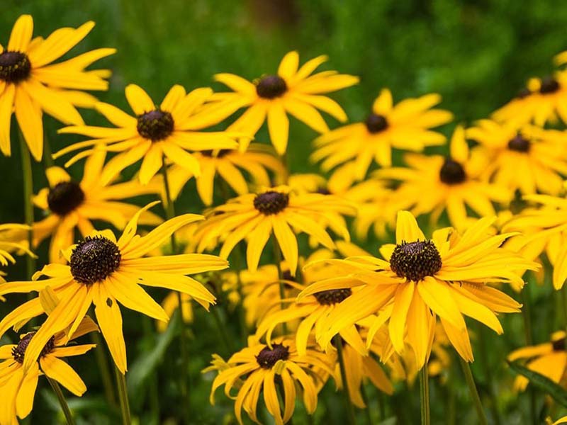 Black Eyed Susan Leaves Turning Yellow - Black-Eyed Susan Leaves Turning Brown