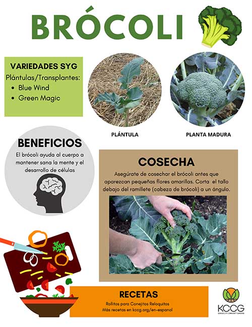 SPANISH_ Garden Sign_Broccoli