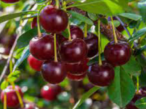 Carmine-Jewel-Bush-Cherry