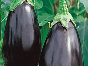 Galine-Eggplant