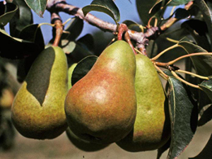 Harrow-Delight-Pear