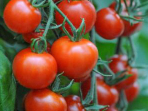 Iron-Lady-Tomato