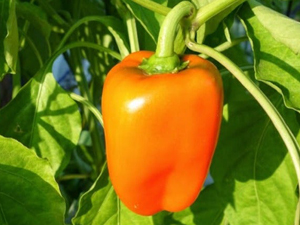 Orange-Blaze-Bell-Pepper