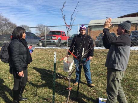 fruit-tree-pruning