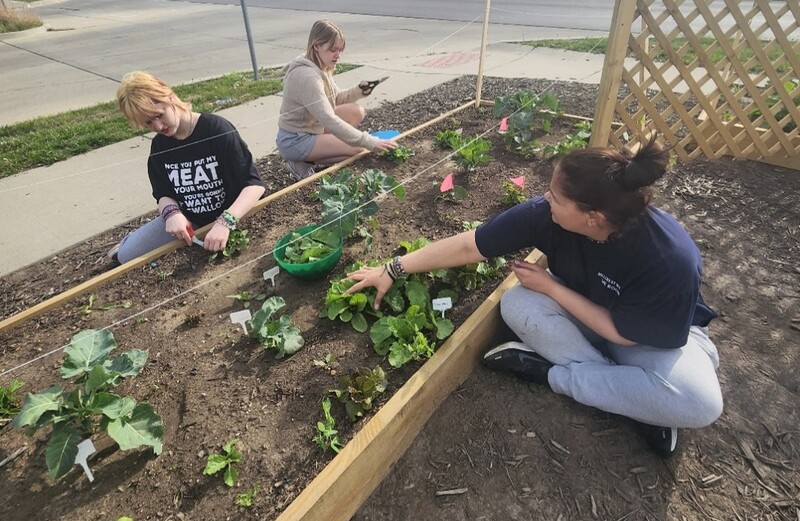 It's Time to Harvest Your Peanuts! - Kansas City Community Gardens