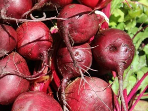 Early-Top-Beets-Web