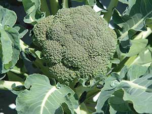 Belstar-Broccoli