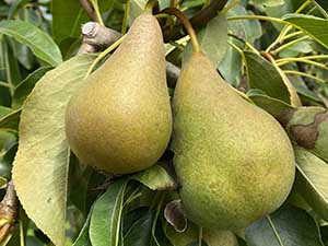 Harrow-Sweet-Pear