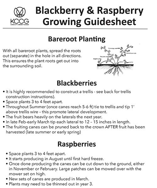 Berry-Guide-Sheet-1