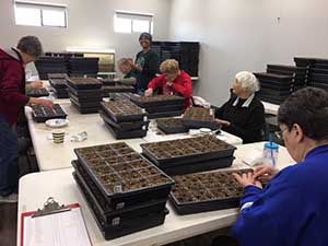 planting-seedlings