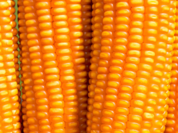 Reids-Yellow-Dent