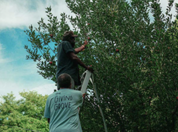 Fruit-Tree-Care