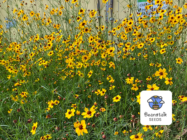 coreopsis