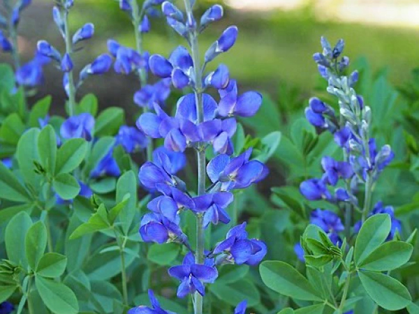 Baptisia