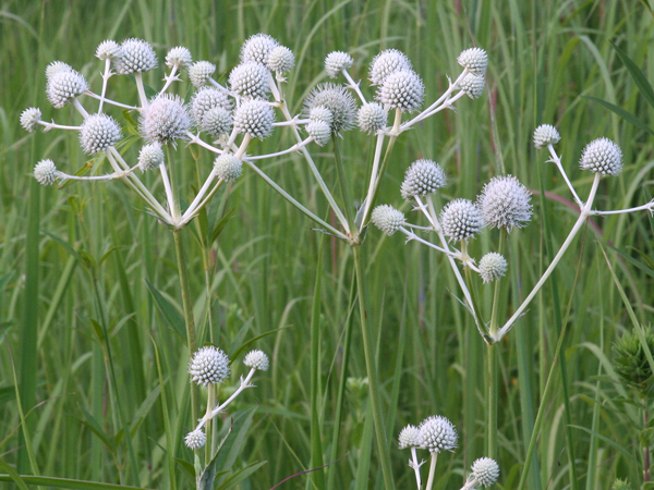 Eryngium yuccafolium-Rattlesnake Master